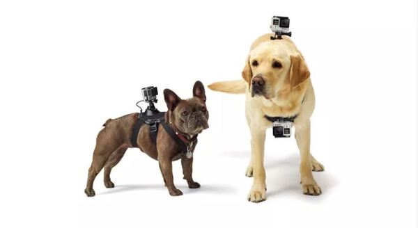 Phụ kiện dành cho thú cưng GoPro Fetch